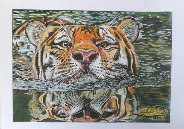 tiger dip, Tiger, tibetan tiger, stripes, tigers stripes, cat, cats, big cat, big cats,